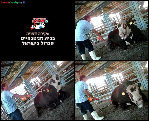 פוסטר תנובה להפצה